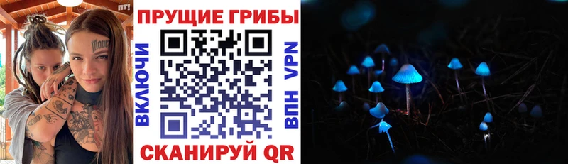 Купить  Вышний Волочёк  Галлюциногенные грибы Psilocybine cubensis 